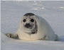 Protect Seals! profile picture