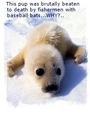 Protect Seals! profile picture