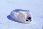 Protect Seals! profile picture