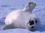 Protect Seals! profile picture