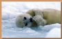 Protect Seals! profile picture