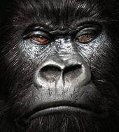 gorillanyc