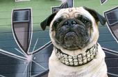 hollywoodpug