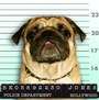 Hollywood Pug profile picture