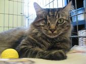 Sante D'Or Animal Rescue - Los Feliz, CA profile picture