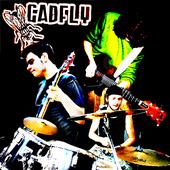 Gadfly profile picture