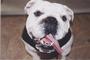 Sante D'Or Animal Rescue - Los Feliz, CA profile picture