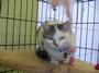 Sante D'Or Animal Rescue - Los Feliz, CA profile picture