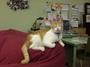 Sante D'Or Animal Rescue - Los Feliz, CA profile picture