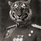 The Tiger Generals profile picture