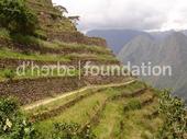 DÂ´Herbe Foundation profile picture