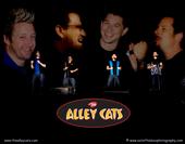 The Alley Cats profile picture