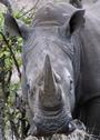 LEWA Wildlife Conservancy profile picture