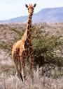 LEWA Wildlife Conservancy profile picture