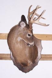 Wild to Wall Taxidermy profile picture