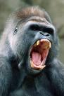 gorilla22001 profile picture