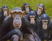 The Olympic Chimps profile picture