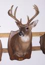 Wild to Wall Taxidermy profile picture