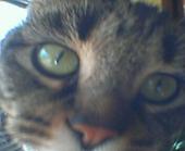 Donna =^..^= profile picture