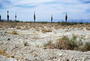 Plagues & Pleasures on the Salton Sea profile picture