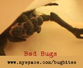 Bed Bugs profile picture