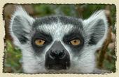 lemur profile picture