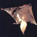 Flying Squirrel profile picture