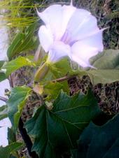 Datura Stramonium profile picture