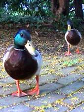 TWO DUCKS profile picture