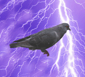 Rats With Wings profile picture