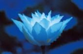 Blue Lotus Tattoo profile picture