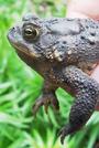 Central Indiana Frog Watchers profile picture