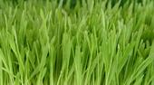 Grass profile picture