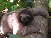 "The Menacing Sloth of Costa Rica" profile picture