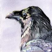 Ravens Calling Me profile picture