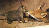 For Fox Sake ENFORCE the Ban! profile picture