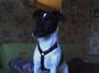 disco russell terrier profile picture