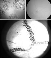 Escherichia Coli profile picture