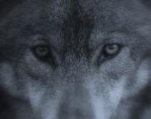 Save The Wolves profile picture