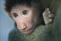 Australasian Primate Society profile picture