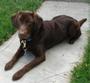 Max the Chocolate Lab profile picture