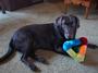 Max the Chocolate Lab profile picture