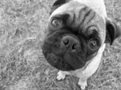 Walden Pug profile picture