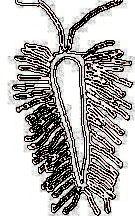 connective tissues of centipede profile picture