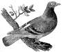 The Stool Pigeon profile picture