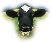 cowbrand9 profile picture