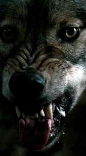 Furyae Lupine (Werewolf Armored Division) profile picture