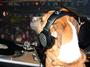 Dj ScratchDog & MixMaster Meow profile picture