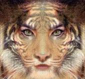 Lion Goddess profile picture