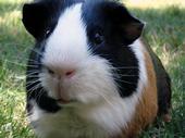 pigthecavy
